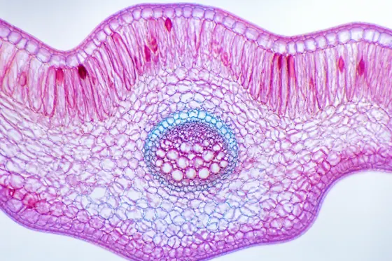 Microscopic — A close-up view of the cellular structure of a lily flower, kết quả ChatGPT.